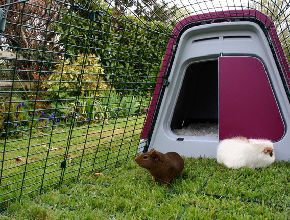 The Eglu Go hutch is a great choice for your guinea pigs