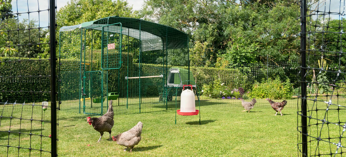 The best and safest time for your chickens to free range is usually when you are with them in the garden and can keep an eye on them