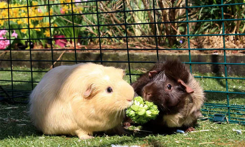 Guinea Pigs eating together