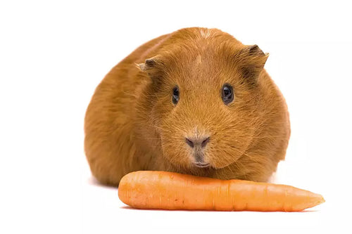 Guinea pig eating a carrot