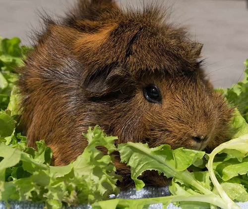 Guinea pig eating lettuce