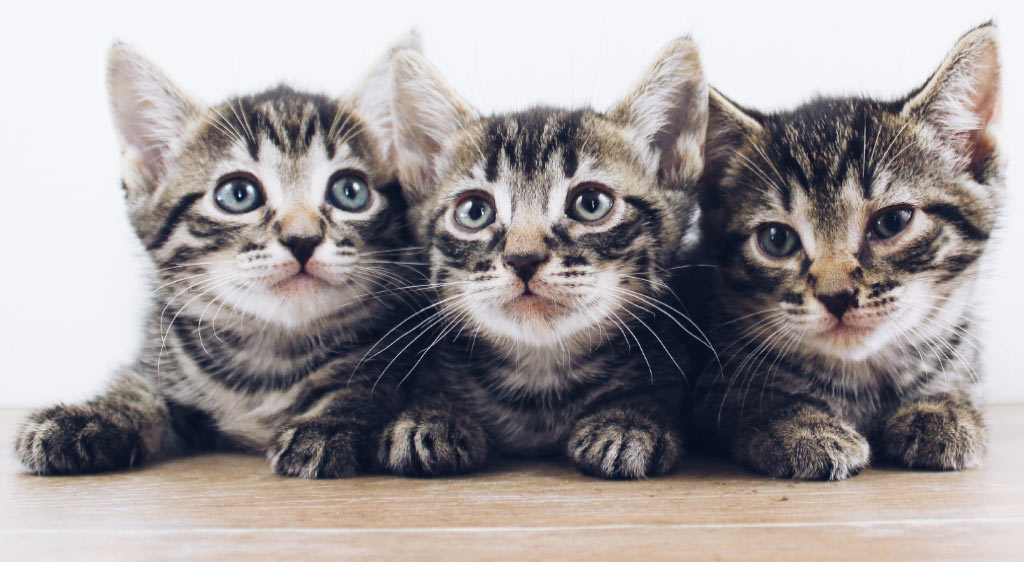 Three beautiful kittens! kittens close-up