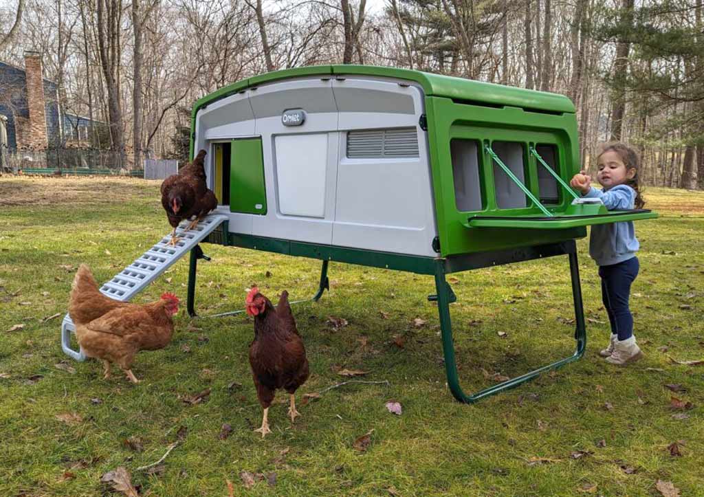 Girl collecting eggs from the Omlet Eglu Pro and free ranging chickens