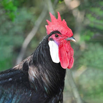 Minorca Rooster