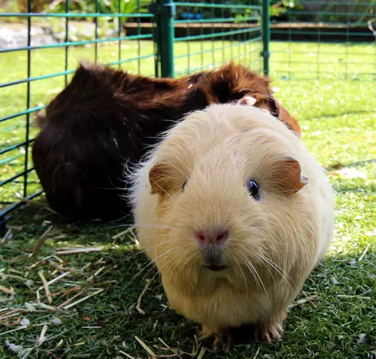 Designed to offer your guinea pigs a large outdoor space that looks attractive and keeps them safe