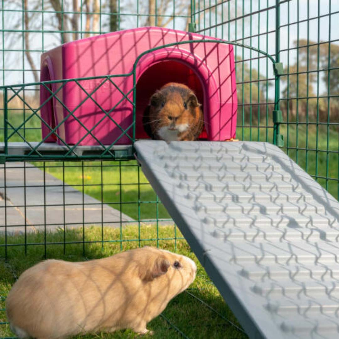 Give your guinea pigs more space with Zippi platforms