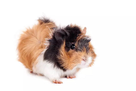 Guinea pigs are very docile animals, and it’s very rare for them to bite without cause