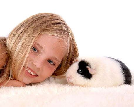 Guinea pigs are intelligent little creatures, who develop strong bonds with their owners