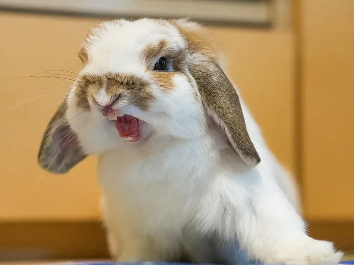 Rabbits can exhibit two major kinds of aggression