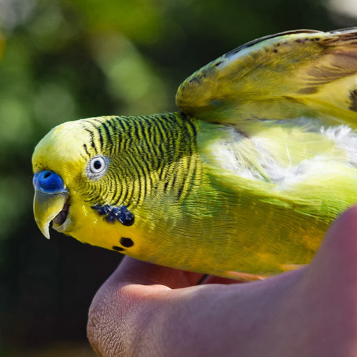 Budgies live between five and eight years in the wild, but can live up to 15 years in captivity