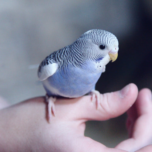 Choose a young bird that looks healthy