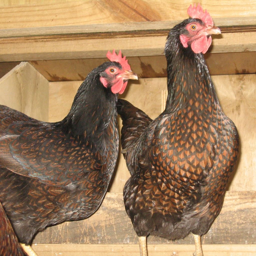 Hens do not have Sickle Feathers