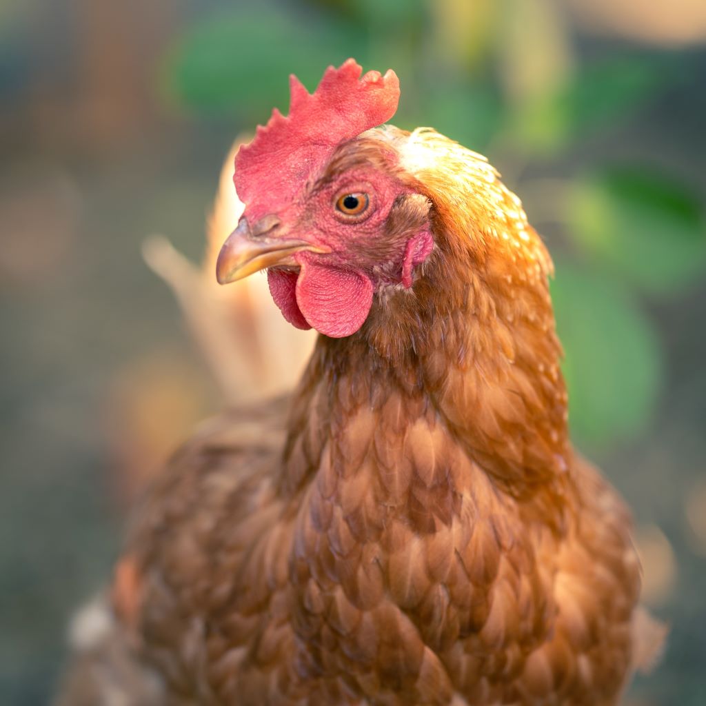 Brown Shaver hen