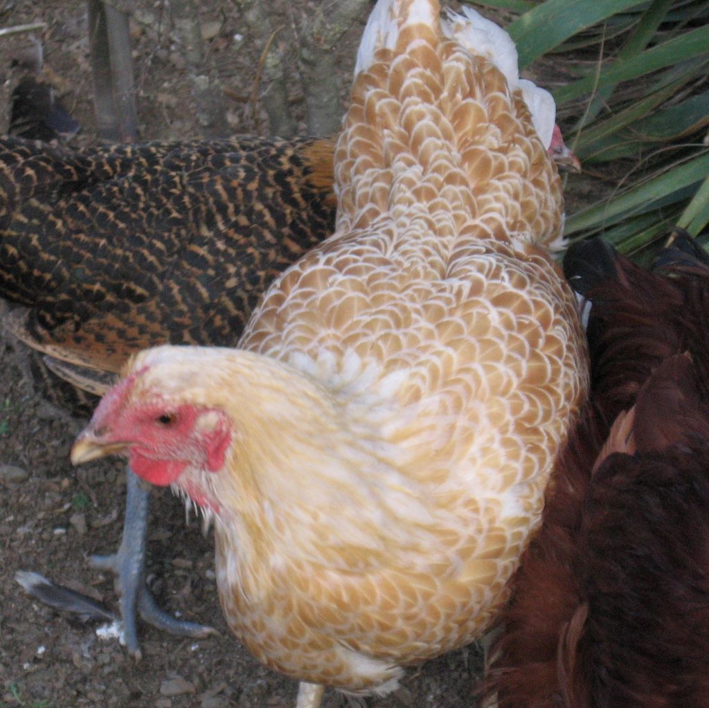 Notice the softer, curved full saddle feathers on this Buff Laced Wyandotte pullet