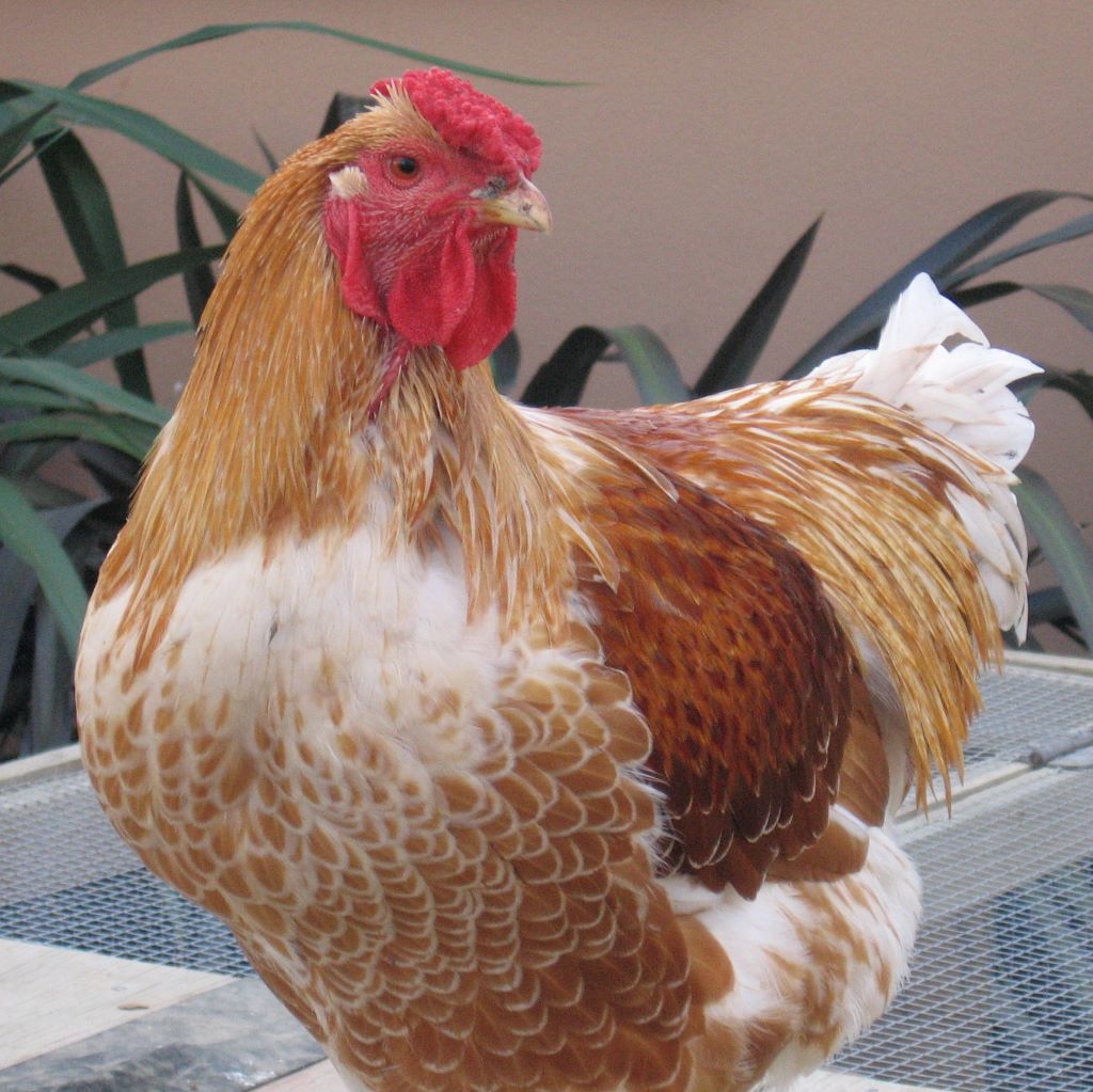 This maturing Buff Laced Wyandotte rooster is starting to grow his sickle feathers, he also has spiky saddle feathers.