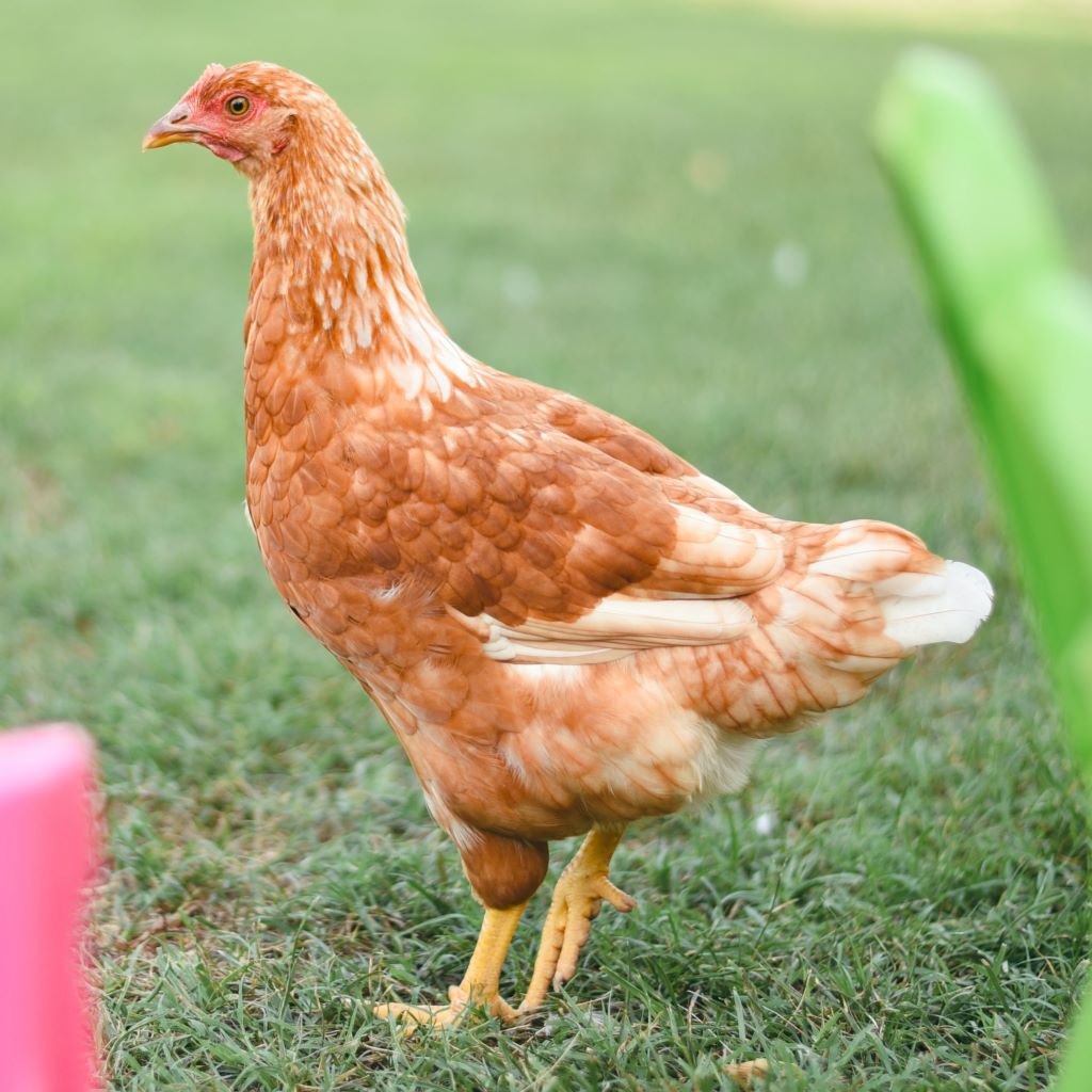 Young brown shaver pullet