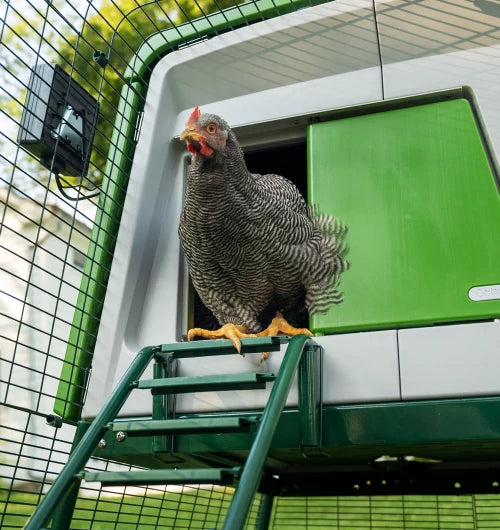 The Omlet autodoor can let your hens out at dawn so you don't have to