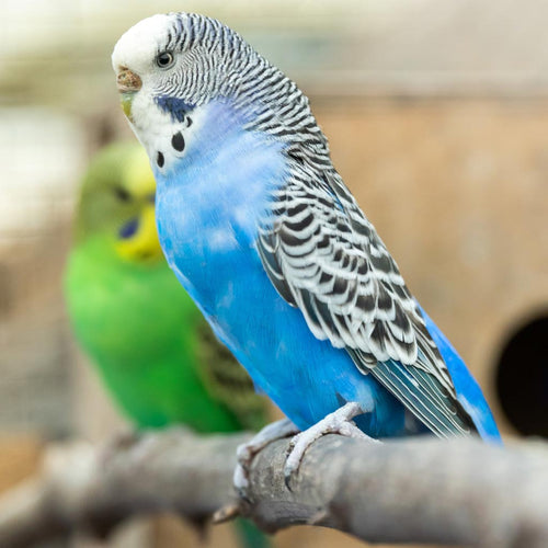 Guide to Keeping Budgies