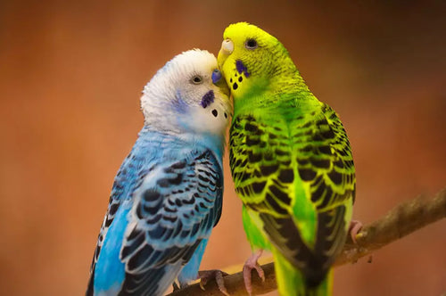 Teaching Your Budgie To Talk