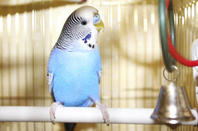 Budgie toys provide stimulation through noise, movement and texture