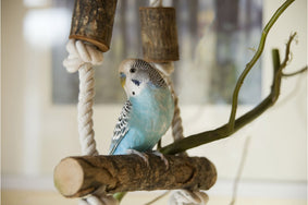 make sure that any toy introduced into the cage is safe for budgies