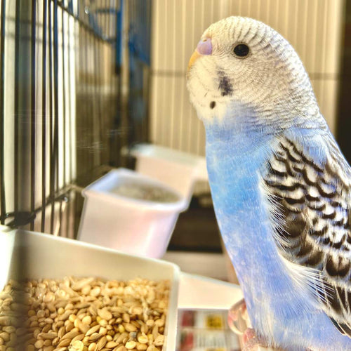Budgies are flock birds, and they will live happily together