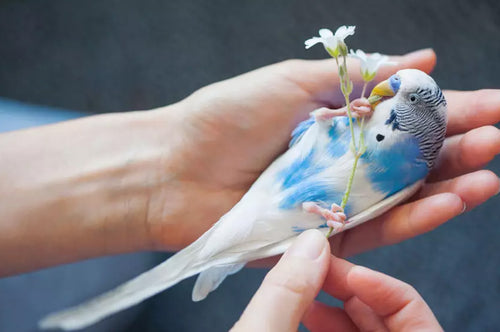 budgies should be trained using positive reinforcement and patience