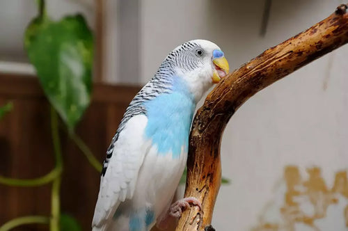 Budgies love chewing things – it is a natural behaviour that they will seek to satisfy one way or another