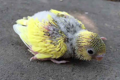 Budgie chicks can hold up their heads after seven days, and their eyes open after ten