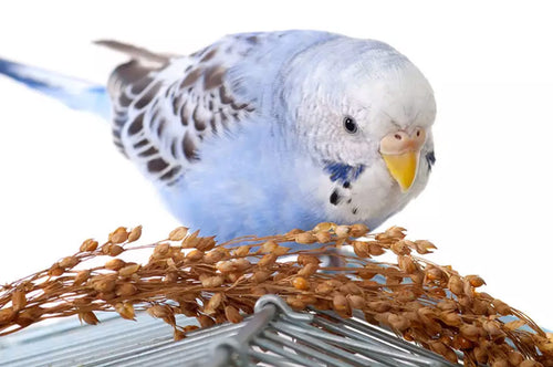 budgie_eating_on_cage.jpg__PID:f1631a16-3202-4ef9-ae35-152139cce5bf