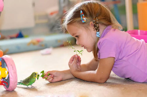 Originating from Australia, there are more budgies in the world than any other type of pet bird