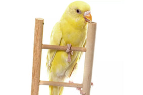 It’s satisfyingly easy to make toys for your budgie that will bring him hours of entertainment and stimulation