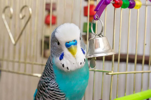 A bell, being an item that moves and makes a noise, is often a budgie's favourite