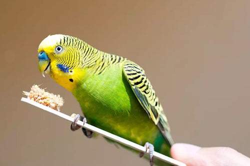 A millet stick is a handy treat for budgies