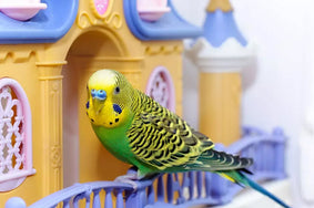 A reputable supplier will not knowingly be selling dangerous toys for your budgies