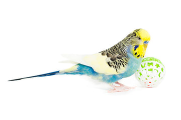 budgie_playing_football.jpg__PID:5453038c-6d2c-4aed-9c96-10d3493c4383