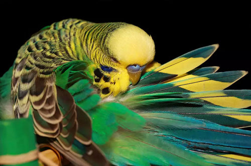 Preening is the budgie’s way of keeping clean and well-groomed