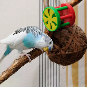 Budgies like to climb, jump, swing and flap, and to probe their environment with beak and feet
