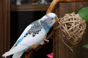 Twig balls – twist some twigs and/or dried grass together