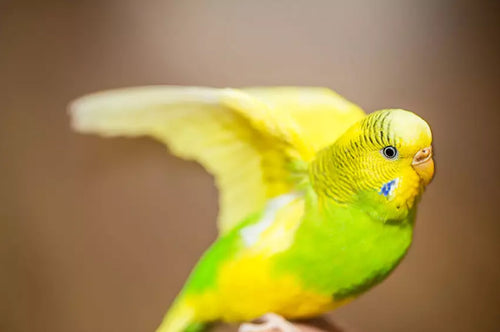 Like any animal, budgies need a good stretch after a long period of inactivity