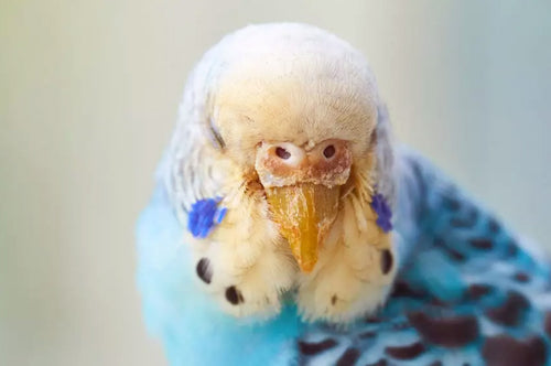 This female budgie has an infestation of scaly face mites.