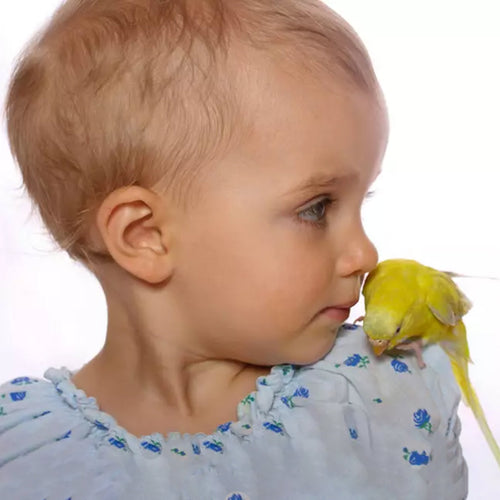 Can Humans Catch Diseases From Budgies