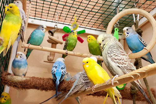 Budgie Cages & Cleaning Tips