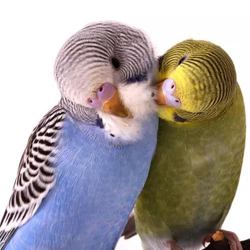 Budgies will oblige by grooming one another