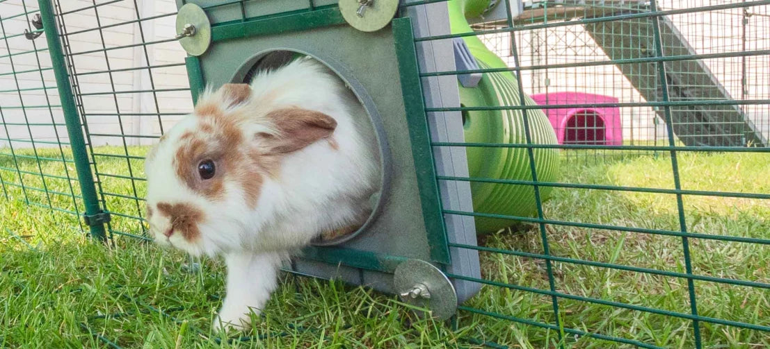 Your bunnies will love the Omlet Zippi tunnel