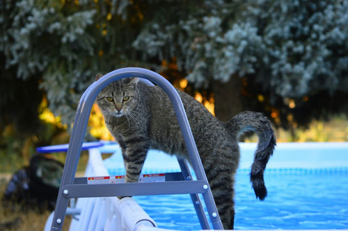 Cat near swimming pool