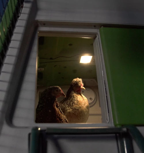 Once your hens are safely inside the Omlet Autodoor closes.
