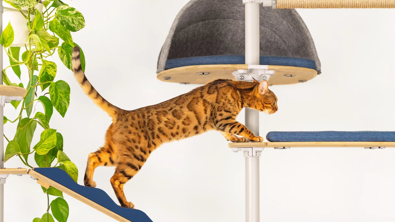 create-a-stimulating-play-area-for-your-cat-dc.webp__PID:0b50fe47-d978-4646-a9af-32679681ef16
