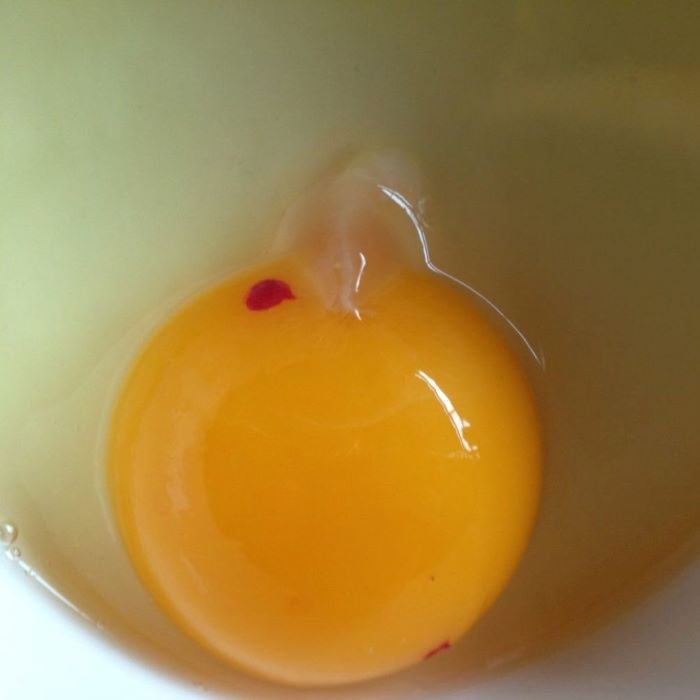 egg blood spots are caused by the breakage of a blood vessel in the ovary, possibly caused by a fright to the chicken