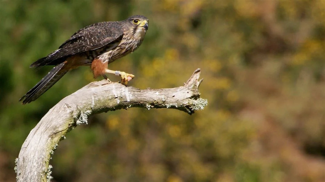 Once the Harrier hawk has had a taste of chicken, often comes back for more